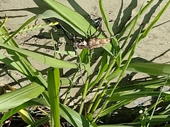 Steirastoma meridionale