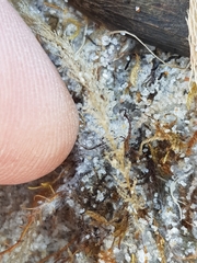 Abietinaria