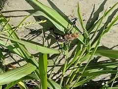 Steirastoma meridionale