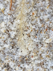 Abietinaria