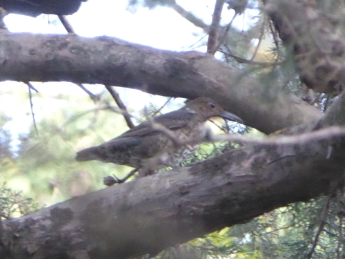 Long-billed Thrush (Zoothera monticola), photo 2