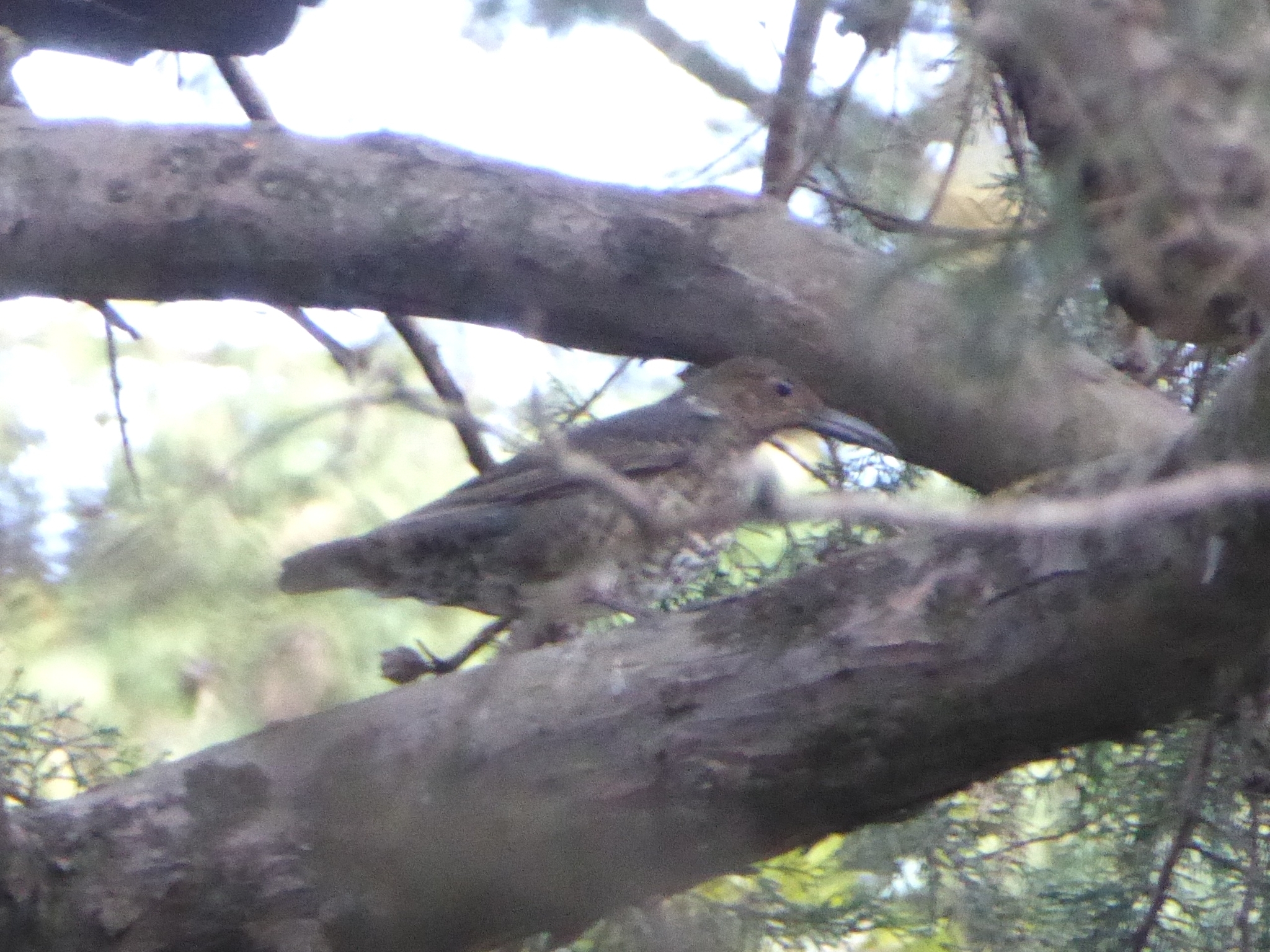 Long-billed Thrush (Zoothera monticola), photo 2