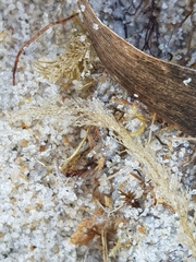 Abietinaria