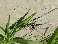 Steirastoma meridionale