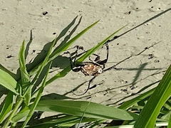 Steirastoma meridionale