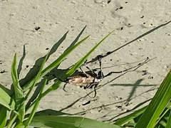 Steirastoma meridionale