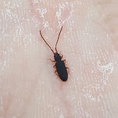Uleiota planata