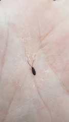 Uleiota planata