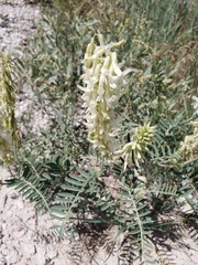 Astragalus racemosus
