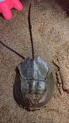 Carcinoscorpius rotundicauda