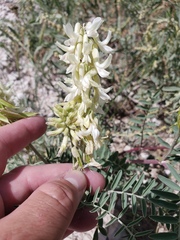 Astragalus racemosus