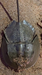 Carcinoscorpius rotundicauda