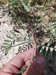 Astragalus racemosus