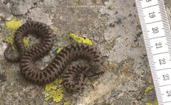 Vipera walser