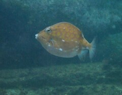 Anoplocapros inermis