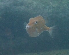 Anoplocapros inermis