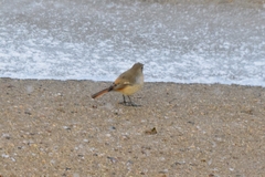 Phoenicurus auroreus
