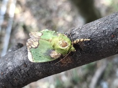 Parasa pastoralis