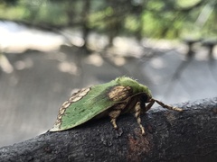 Parasa pastoralis