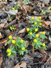Eranthis hyemalis