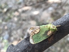 Parasa pastoralis