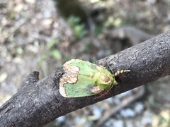 Parasa pastoralis