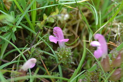 Pedicularis sylvatica