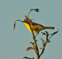 Pseudocolopteryx acutipennis