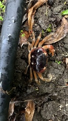 Gecarcinus lateralis