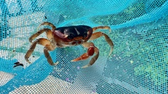 Gecarcinus lateralis
