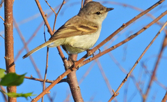 Serpophaga
