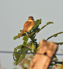 Polystictus pectoralis