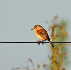 Polystictus pectoralis