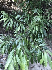 Helicia cochinchinensis