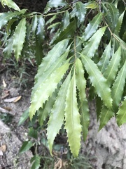 Helicia cochinchinensis