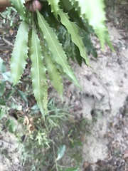 Helicia cochinchinensis