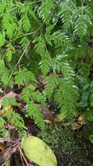 Pteris macilenta