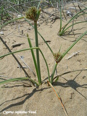 Cyperus capitatus