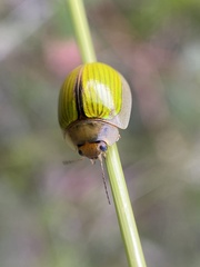 Paropsisterna hectica