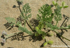 Daucus pumilus