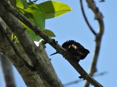 Chrysolampis mosquitus