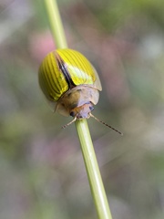 Paropsisterna hectica