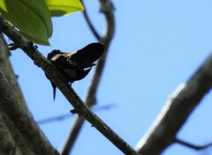 Chrysolampis mosquitus