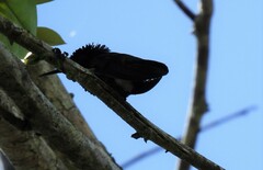 Chrysolampis mosquitus