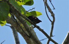 Chrysolampis mosquitus