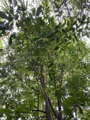 Eustigma oblongifolium