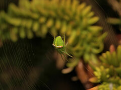 Araneus circulissparsus