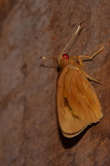 Erionota thrax