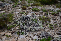 Anaphalis nepalensis