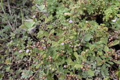 Cyanthillium maritimum